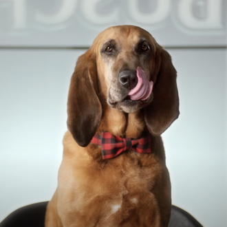 Buscan perros testeadores de cerveza, un puesto oficial pagado con …