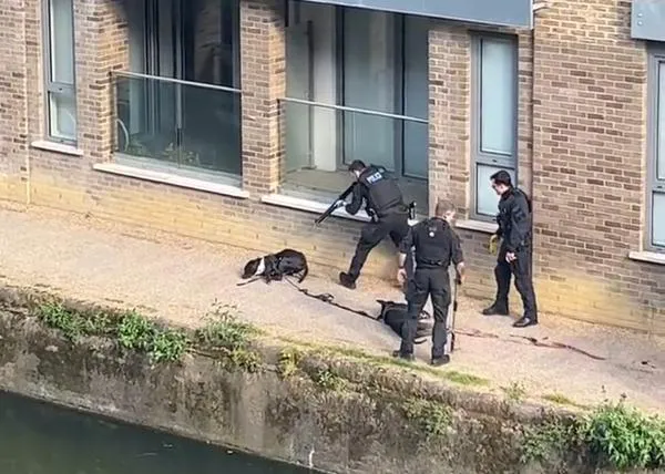 Investigación independiente sobre la muerte a disparos de los dos perros de un hombre sin hogar en Londres