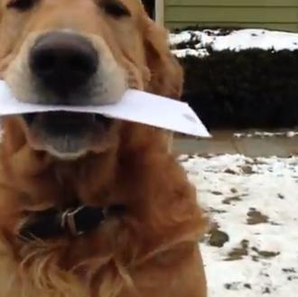 Los perros y los carteros, versión Golden Retriever extra achuchable
