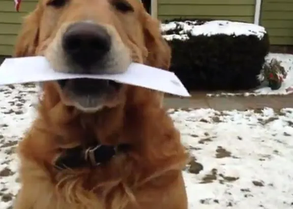 Los perros y los carteros, versión Golden Retriever extra achuchable