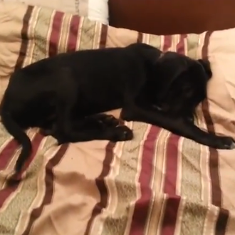 Síndrome de lunes por la mañana... versión cachorro de Gran …