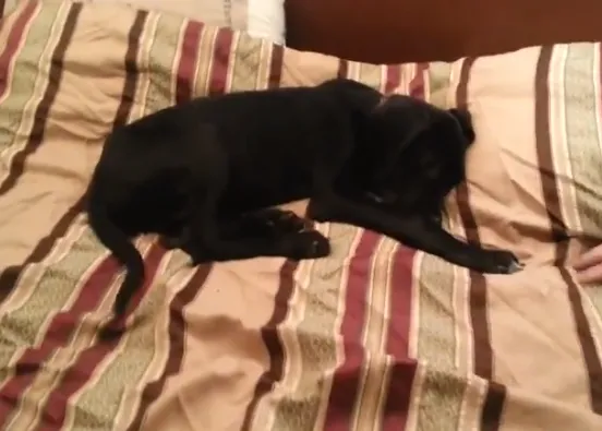 Síndrome de lunes por la mañana... versión cachorro de Gran Danés