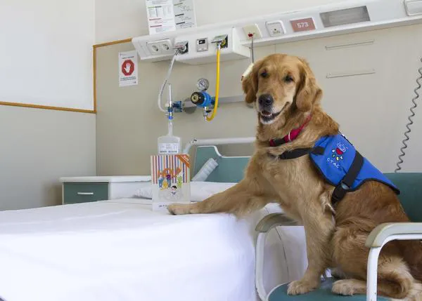 Un estudio analizará los beneficios de las terapias asistidas con perros en el Hospital infantil Sant Joan de Déu
