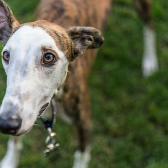 “Código de animales de compañía”: el documento que reúne la …