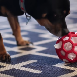 Puzzles y juguetes perrunos DIY: inventos caseros para entretener a …