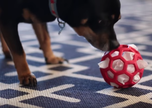 Puzzles y juguetes perrunos DIY: inventos caseros para entretener a un can