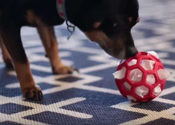 Puzzles y juguetes perrunos DIY: inventos caseros para entretener a un can