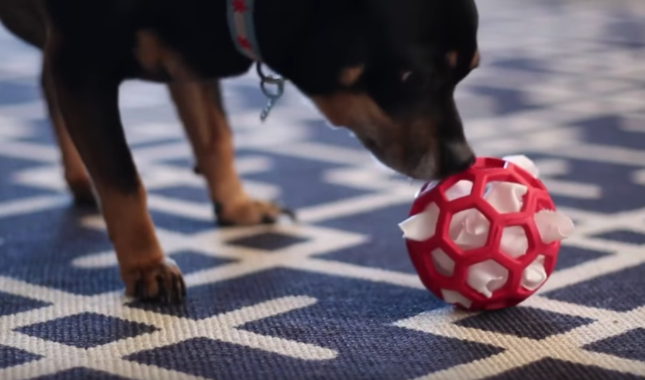 Puzzles y juguetes perrunos DIY inventos caseros para entretener a un can