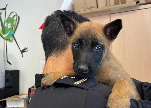 Policías y guías caninos traen regalos y alegría a los niños en el Hospital Universitario de Jaén