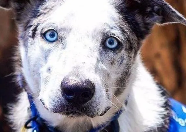 Los perros que ayudan a salvar animales heridos o en peligro por los incendios forestales en Australia