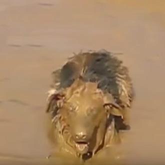 Paseos perrunos de invierno versión ¡vivan los charcos, sobre todo …