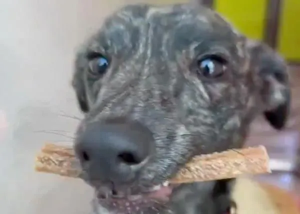 El día a día en una gran protectora: la limpieza, el trabajo con los perros, las chuches...