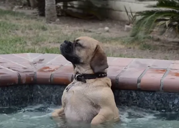 El disfrutón acuático: un perro nos demuestra cómo pasarlo bien en un jacuzzi
