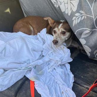 Los bomberos ayudan a rescatar a un perro que se …