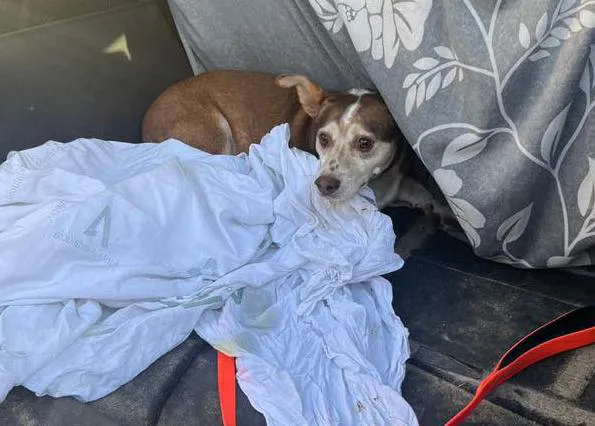 Los bomberos ayudan a rescatar a un perro que se había perdido tras asustarse y se metió dentro del alcantarillado en un parque de Sevilla