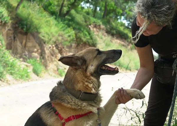Los abandonos y las adopciones de perros en España se mantienen estancados desde hace tres años 