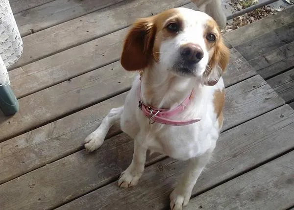 Tico, ¿un perro con tres dueños? Una adopción que ha dejado a una familia desolada