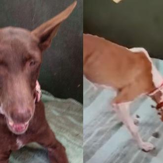 ¿Primeras imágenes de los podencos rescatados en La Palma?