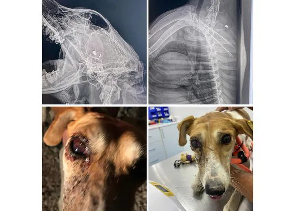 Varias organizaciones denuncian que en Qatar están disparando y matando a perros de la calle