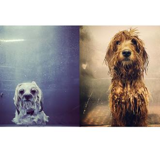 Una peluquería canina con mucho ritmo, un buen secador y …