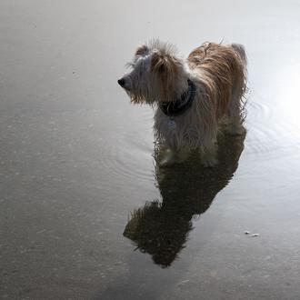 Francia refuerza su legislación de bienestar animal con nuevas ayudas …