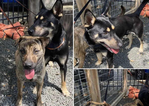 Abandonan dos perros en un restaurante dog friendly, y no es la primera vez