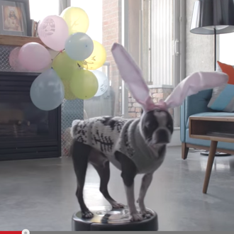 La pascua perruna más rumbosa: un Boston Terrier limpia las …
