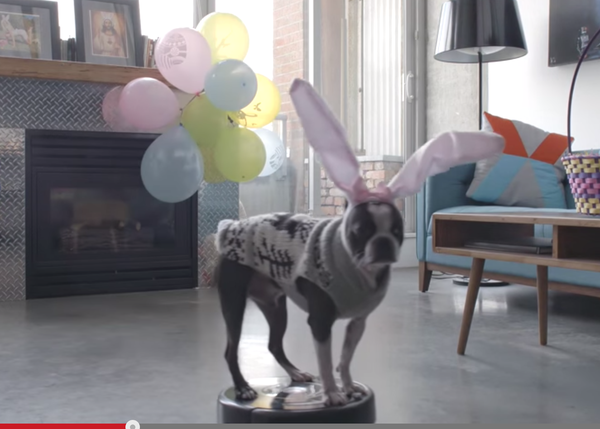 La pascua perruna más rumbosa: un Boston Terrier limpia las fiestas a conciencia