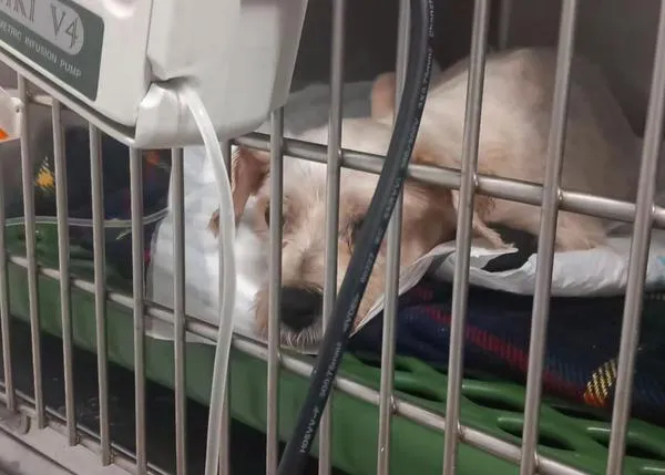 ¿Cómo (mal)tratan a las perras que tienen una camada tras otra de cachorros de razas de moda en los criaderos multi-raza?