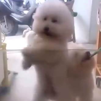 Fiebre del sábaDOG noche: los bichón frisé y otros canes …