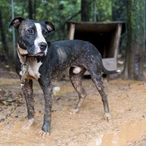 Un movimiento cívico para acabar con los perros encadenados nace …