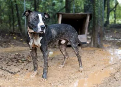 Un movimiento cívico para acabar con los perros encadenados nace en Portugal: Quebr’ a Corrente