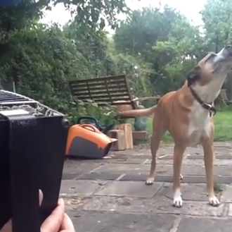 La fabulosa perra cantante: Jessy y el acordeón