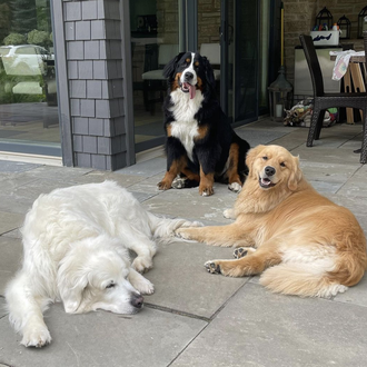 Oliver, el Golden Retriever senior que visita a sus vecinos …