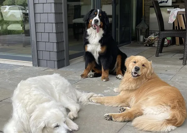 Oliver, el Golden Retriever senior que visita a sus vecinos todos los días del año, trayendo sonrisas y felicidad
