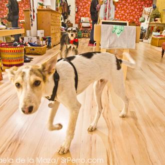 De tiendas con perro… dentro: las  tiendas más perrunas de …
