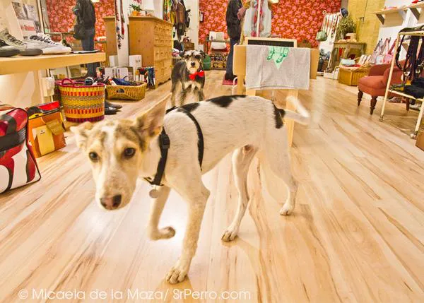 De tiendas con perro… dentro: las  tiendas más perrunas de Barcelona