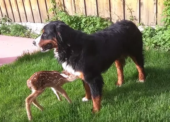 Un cervatillo encuentra una familia temporal... con perros, gatos y humanos ¡maravillosa historia real!