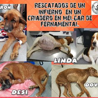 PROANBUR pide colaboración para evitar la instalación de otro macrocriadero …