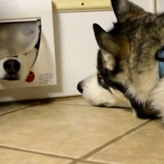 Perros que no necesitan operación bikini: canes que se cuelan …