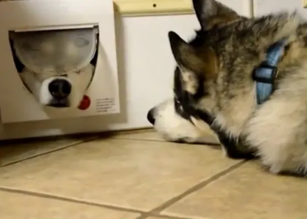 Perros que no necesitan operación bikini: canes que se cuelan por la puerta del gato
