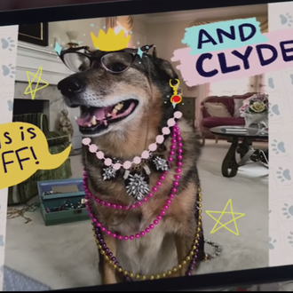 Los perros son uno más de la familia, también en …