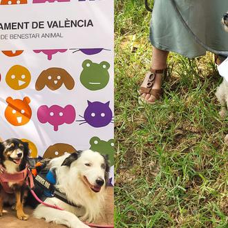 Charlas, talleres prácticos, solidaridad animal: La Feria Animalista de Valencia …
