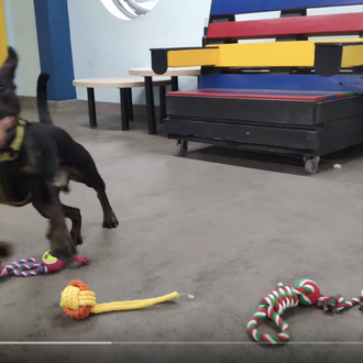 Los perros de una protectora loquitos de felicidad al poder …