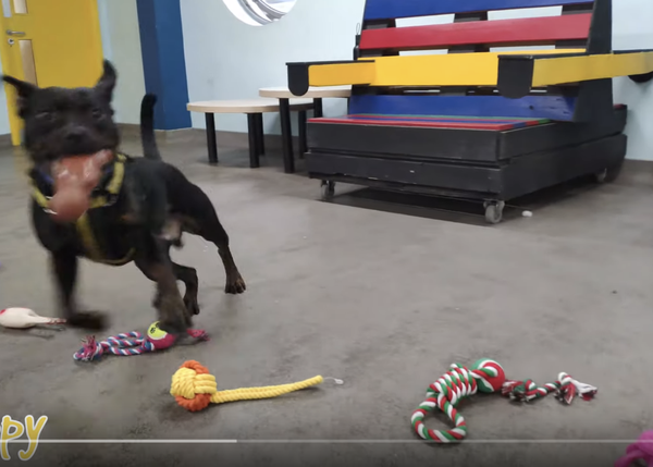 Los perros de una protectora loquitos de felicidad al poder elegir sus juguetes de Navidad