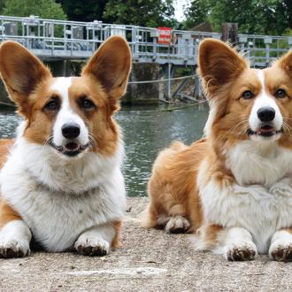 El Brexit y los perros: normativa para entrar o salir …
