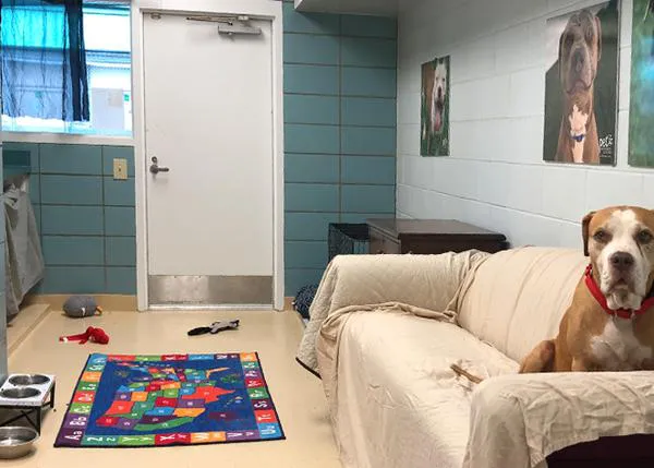 La interacción tranquila con personas reduce el estrés y la agresividad en perros de protectora en una semana