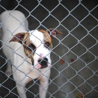 Esterilización, identificación y adopción: los tres pilares para intentar paliar …