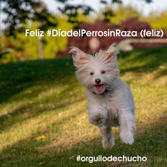Feliz #DíadelPerrosinRaza (feliz)