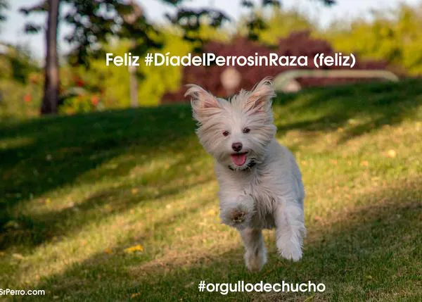 Feliz #DíadelPerrosinRaza (feliz)